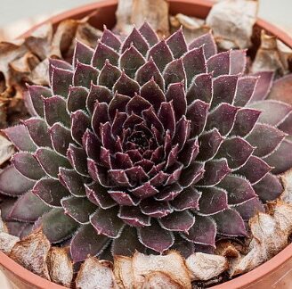 Saulrietenis 'Big Sam Ruby Star'